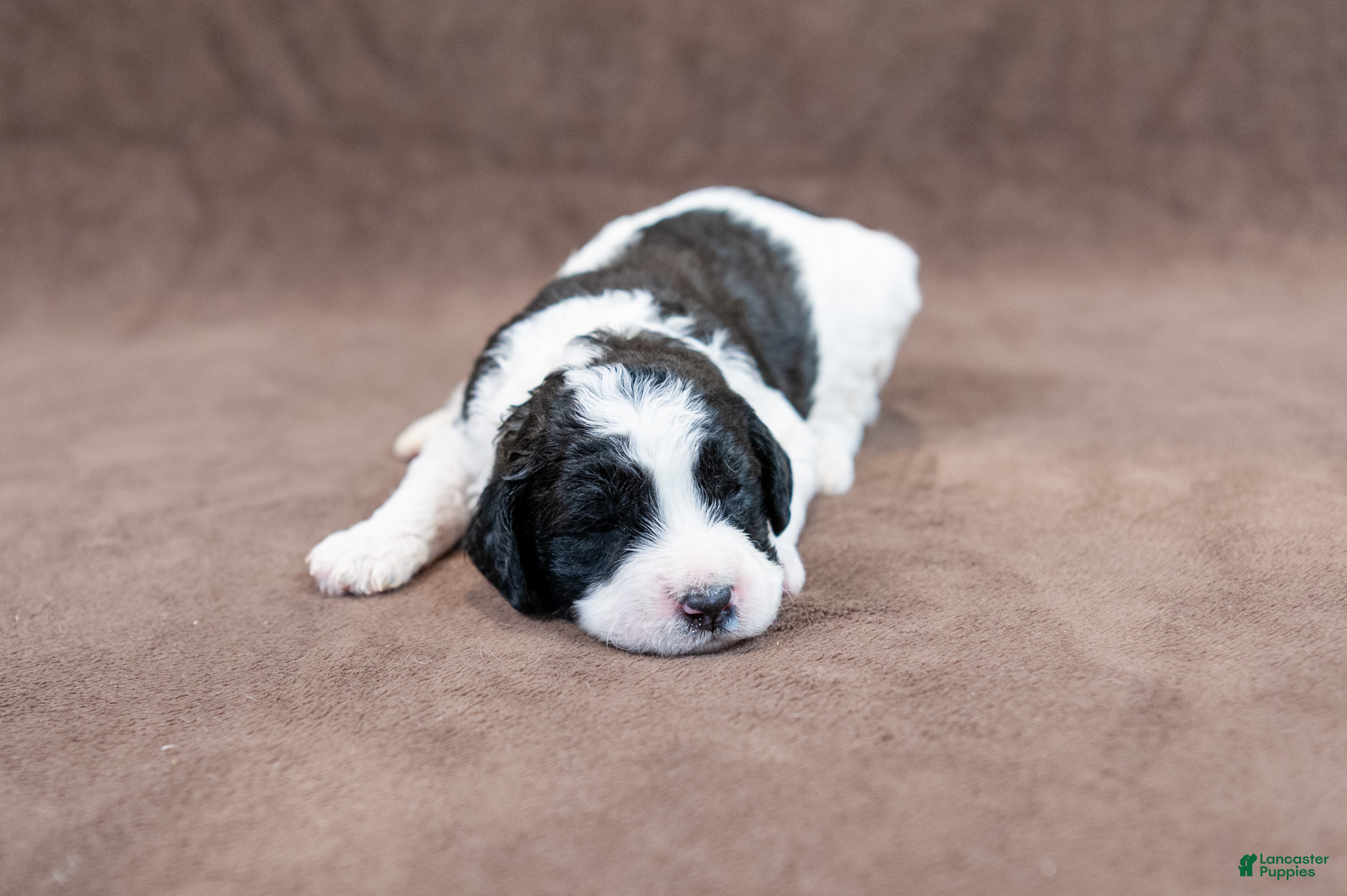 Goldendoodle dogs Blue Chunky - Ad 18