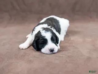 Goldendoodle dogs Blue Chunky - Ad 18