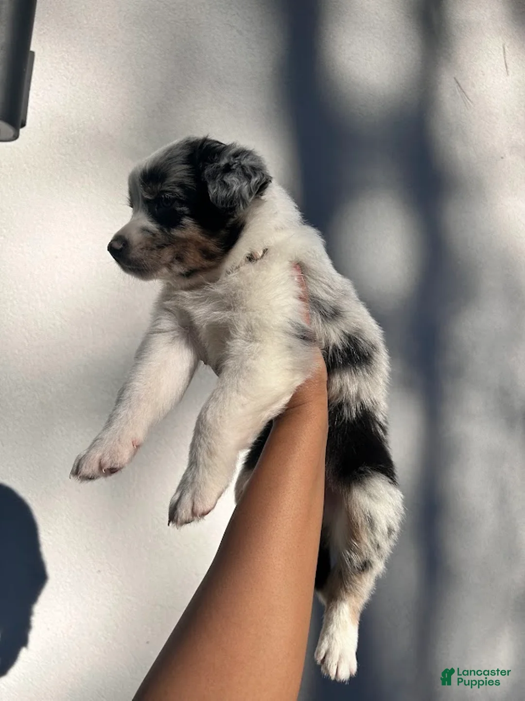 Australian Shepherd dogs for sale: Taupe - Ad 4