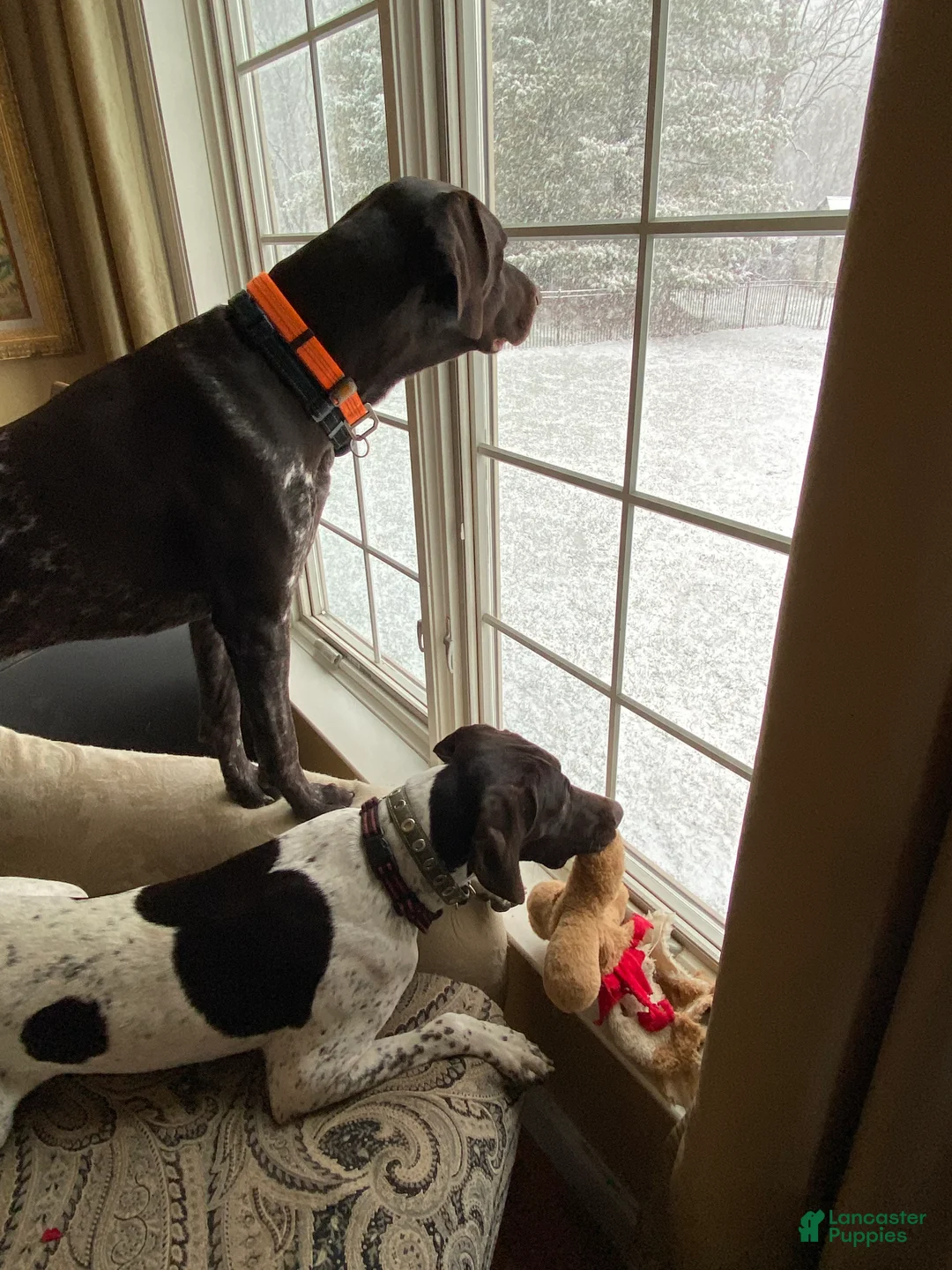 German Shorthaired Pointer dogs for sale: German Shorthaired Pointer Puppy 2 - Ad 10