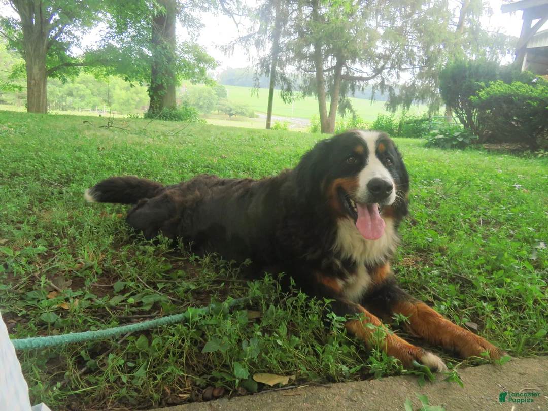 Bernese Mountain Dog dogs for sale: Jaci  - Ad 7