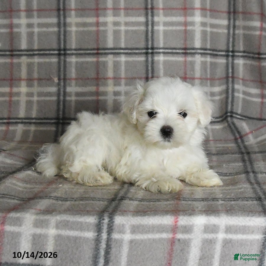 Maltese dogs Prince   - Ad 2
