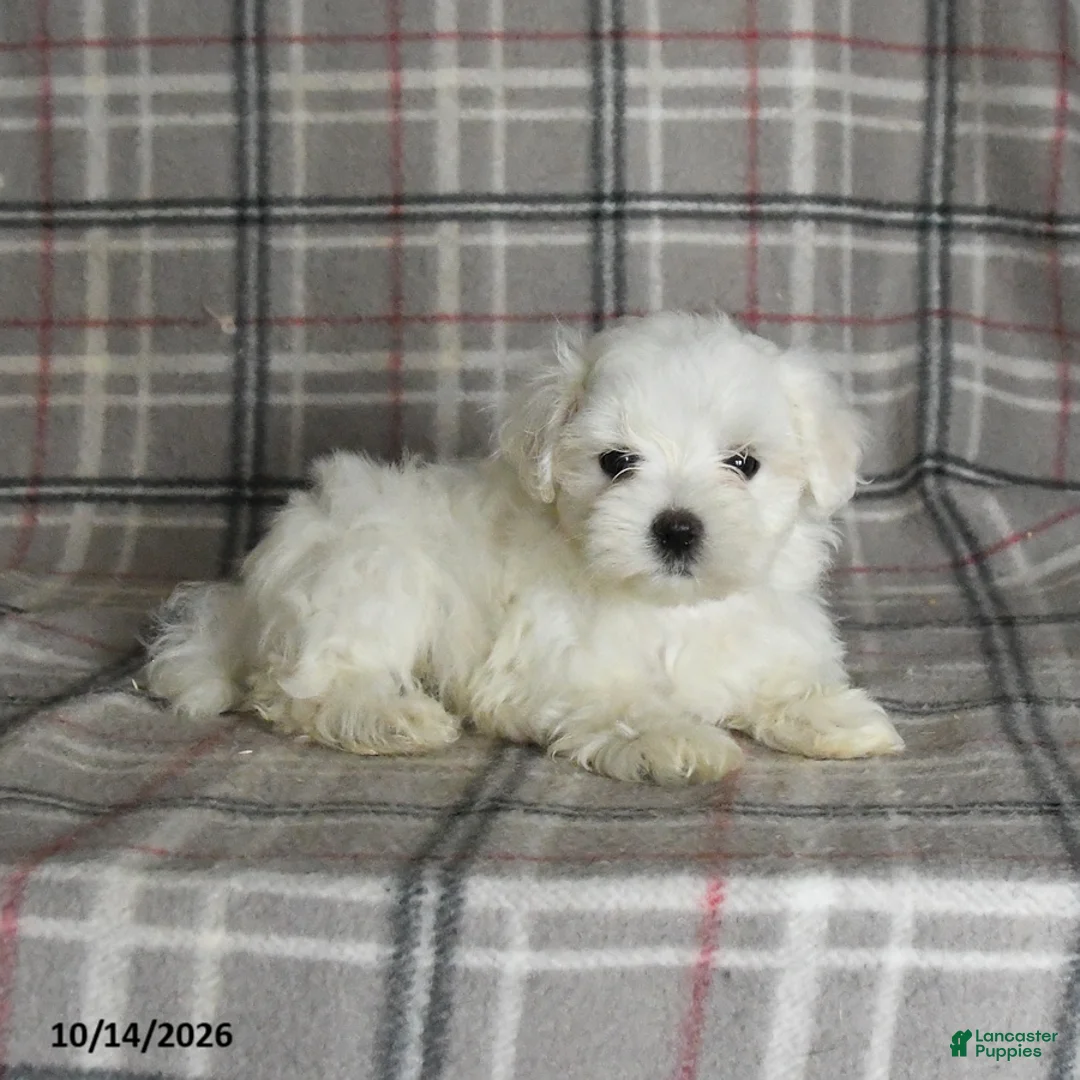 Maltese dogs for sale: Prince   - Ad 2