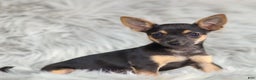 Chihuahua dogs for sale: Preston - Ad 3