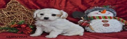 Cavachon dogs for sale: Lily Grace - Ad 1