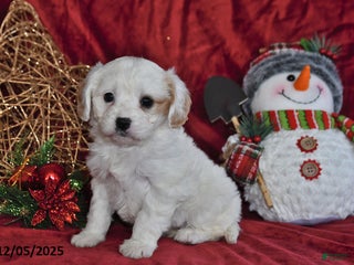 Cavachon dogs Lily Grace - Ad 10
