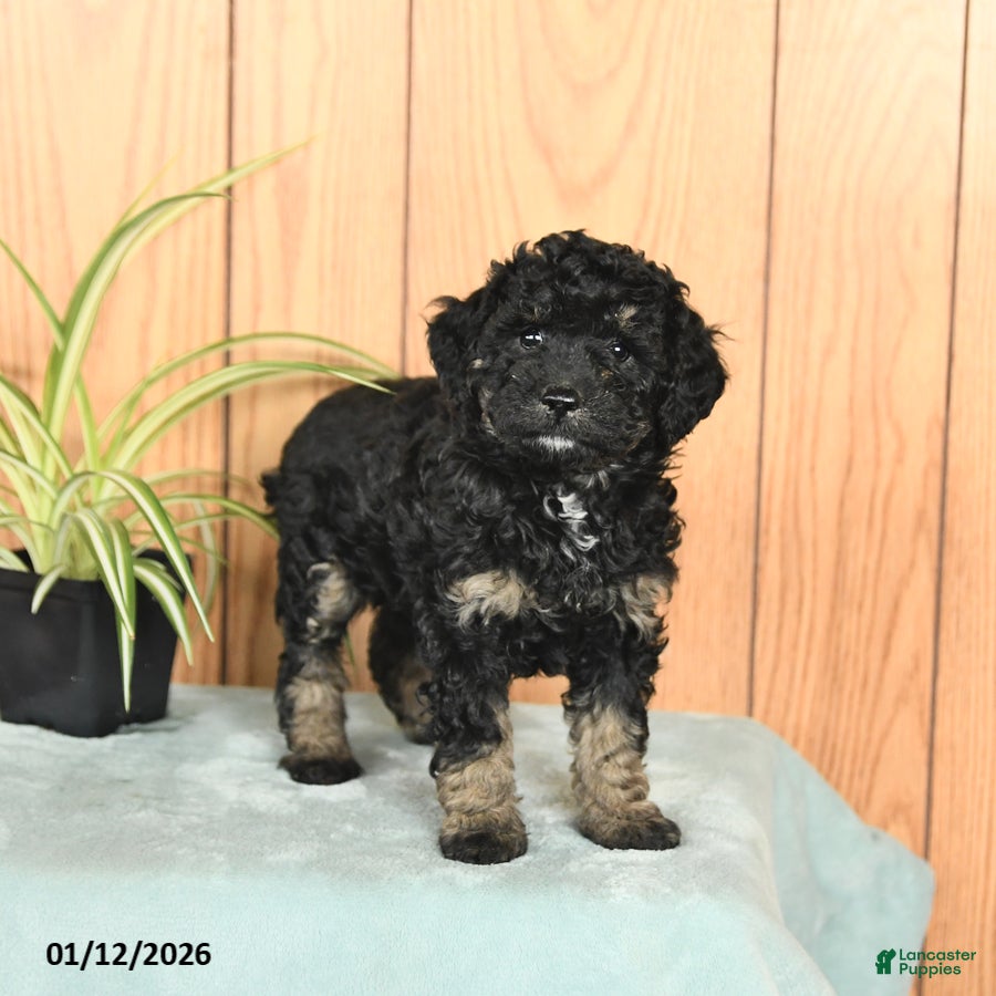 Miniature Poodle dogs Stella - Ad 29