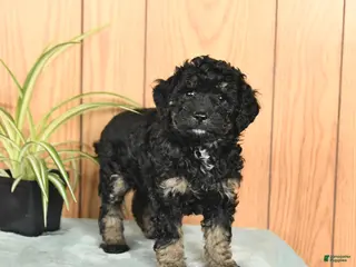Miniature Poodle dogs Stella - Ad 21