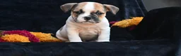 Mixed Breed dogs for sale: Jax - Ad 5