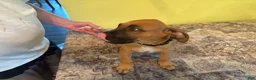 American Pit Bull Terrier dogs for sale: American Pit Bull Terrier 1 - Ad 2