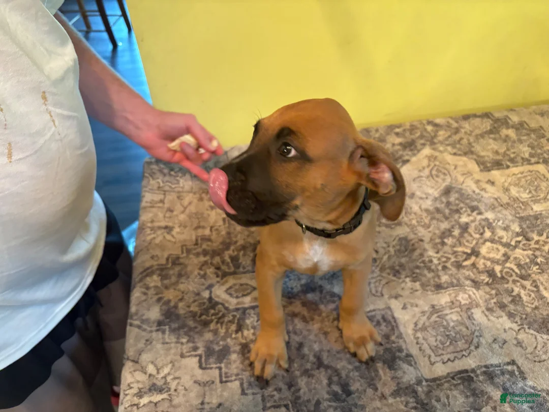 American Pit Bull Terrier dogs for sale: American Pit Bull Terrier 1 - Ad 2