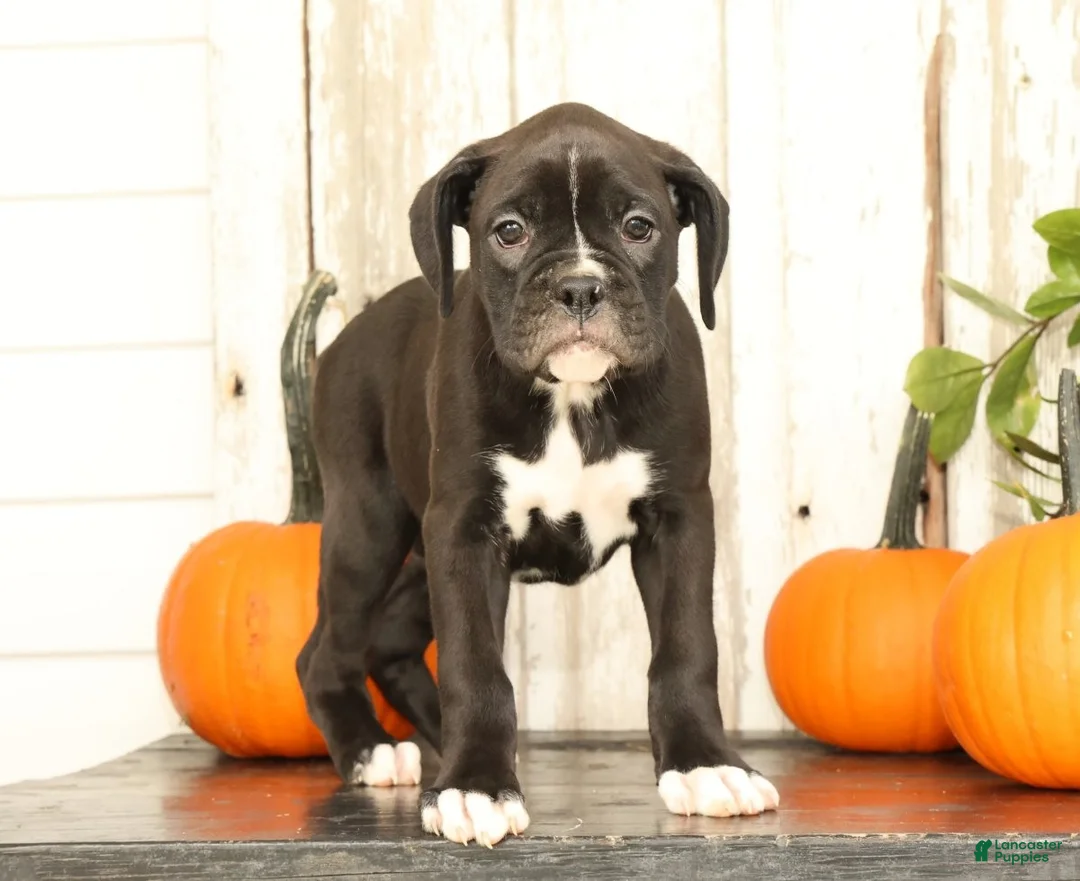 Boxer dogs for sale: Flash - Ad 2