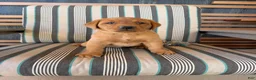 Labrador Retriever dogs for sale: Roxy - Ad 3
