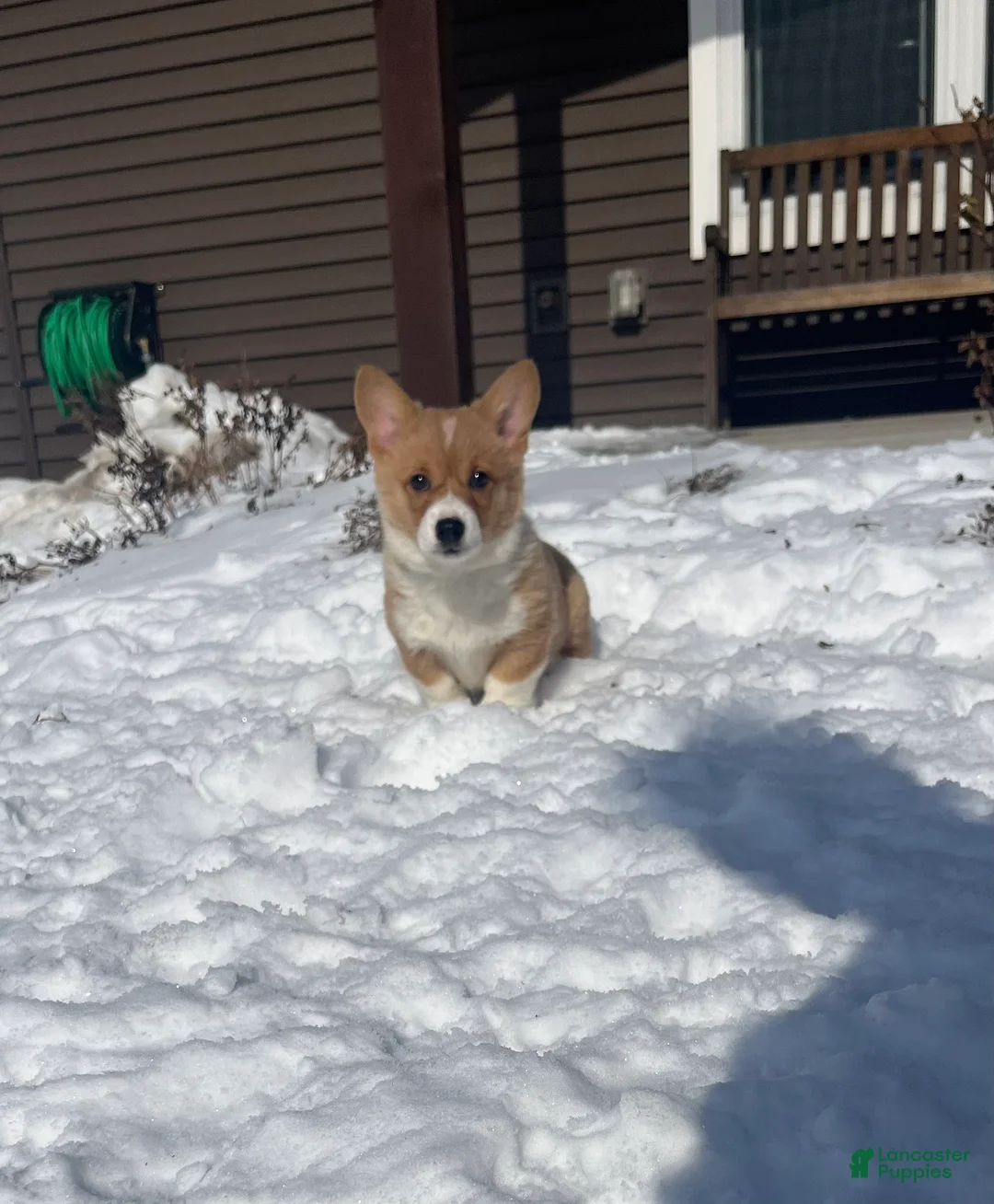 Welsh Corgi Pembroke dogs for sale: Welsh Corgi Pembroke Puppy 3 - Ad 5