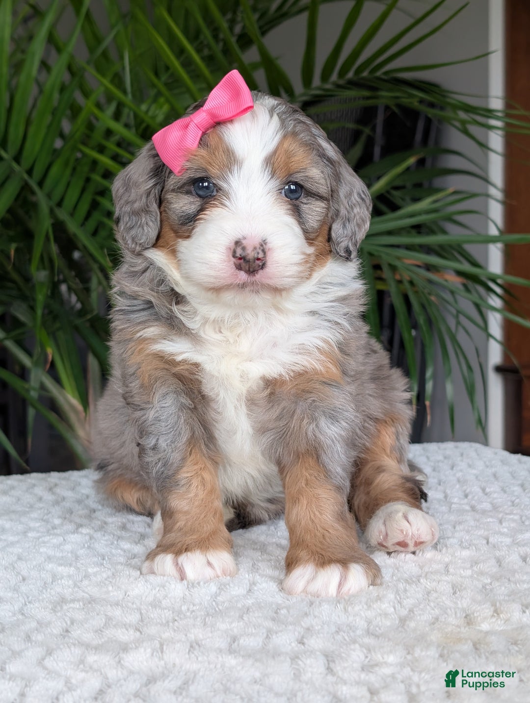 Mini Bernedoodle dogs for sale: Mini Allie  - Ad 2