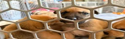 Mixed Breed dogs for sale: Pitsky male - Ad 26