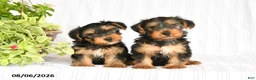 Yorkshire Terrier dogs for sale: Oliver - Ad 5