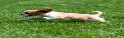Cavalier King Charles Spaniel dogs for sale: Arlan Cavalier King Charles Spaniel Puppy  - Ad 3