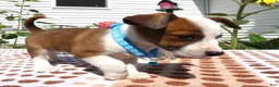 Jack Chi dogs for sale: Jack Chi 11 Tulip - Ad 3