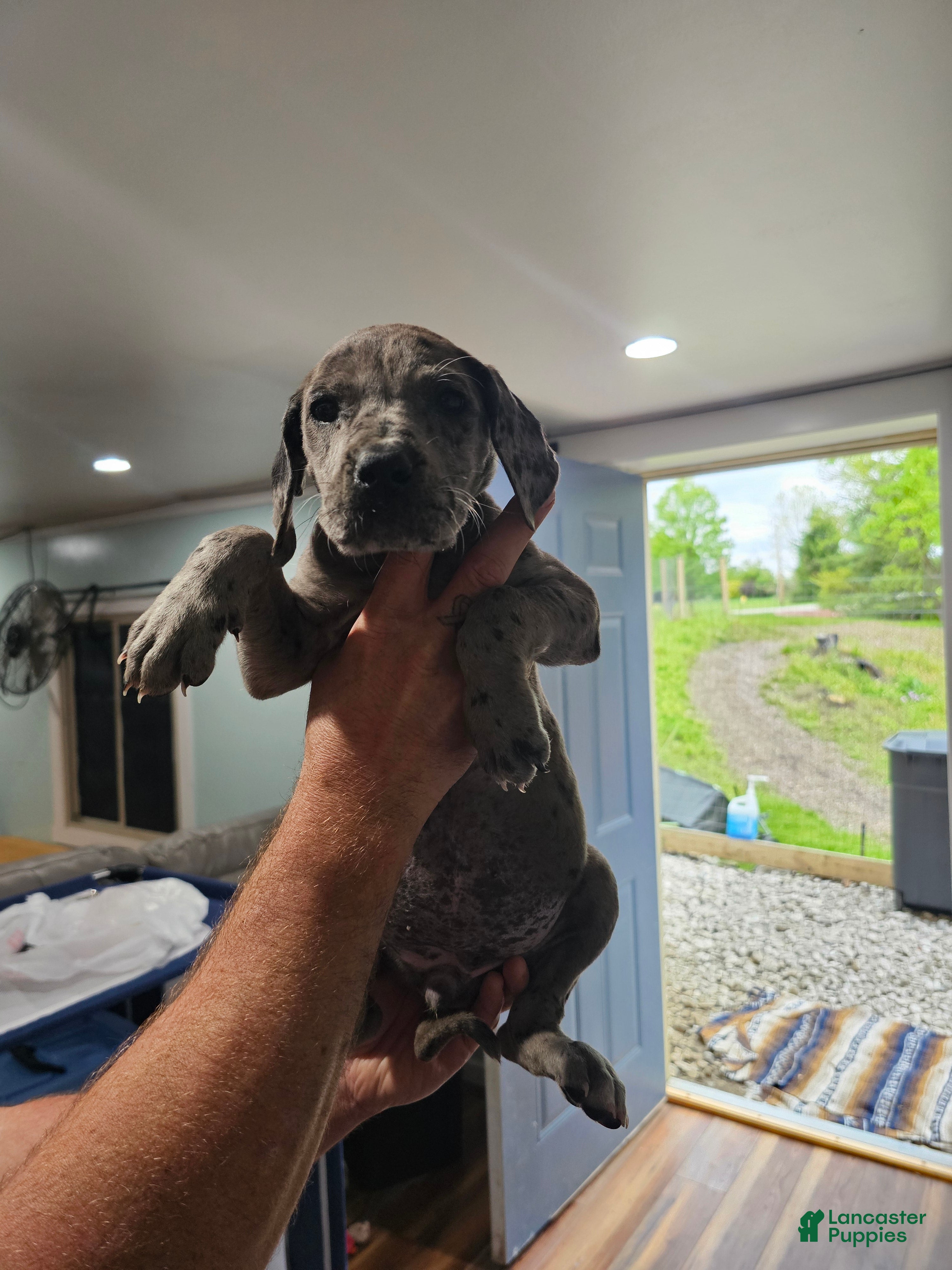 Great Dane dogs for sale: Merle - Ad 3