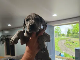 Great Dane dogs for sale: Merle - Ad 3