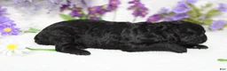 Toy Poodle dogs for sale: Peppercorn  - Ad 8