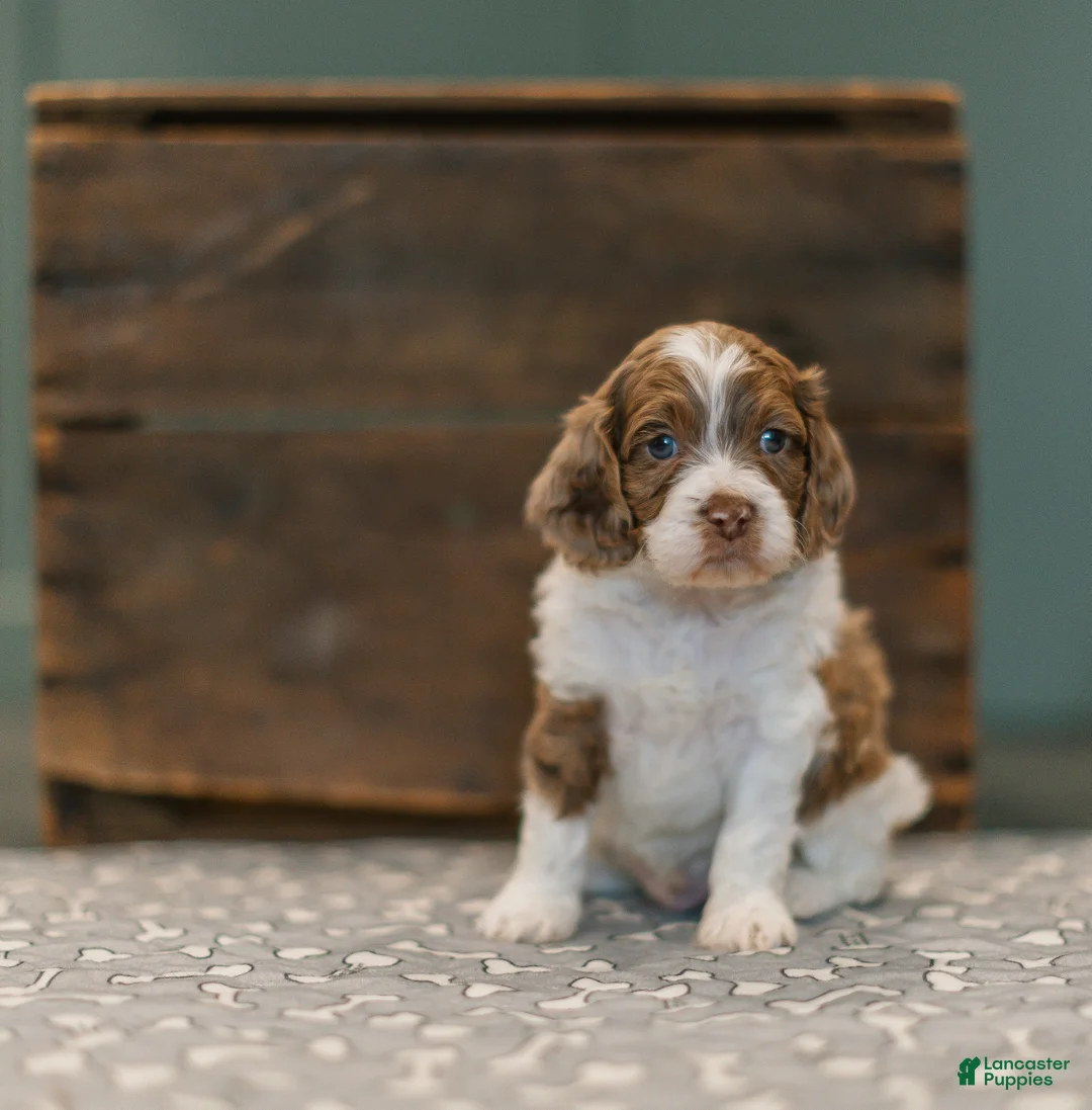 Cockapoo dogs for sale: Jericho  - Ad 3