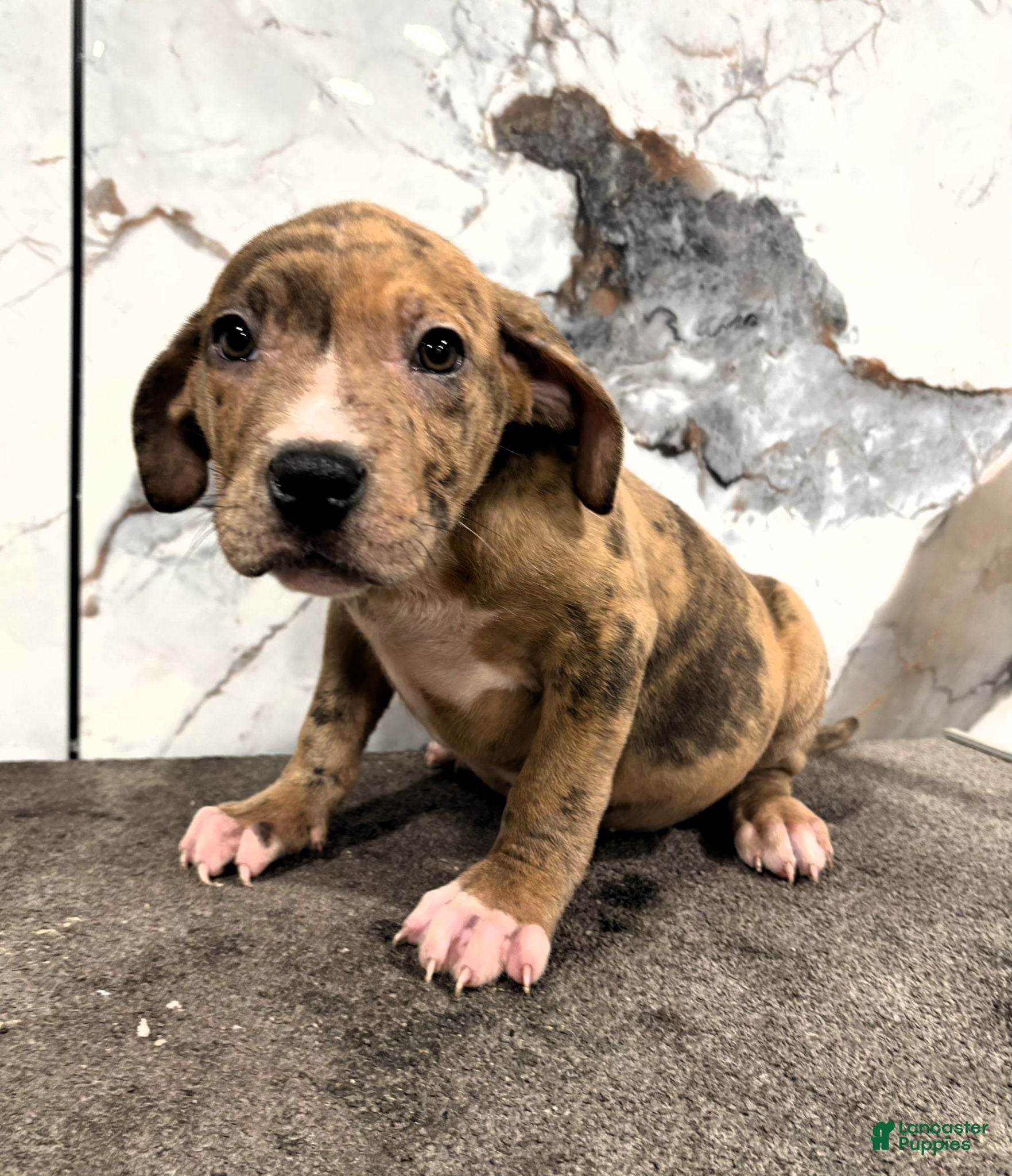 American Bully dogs for sale: AL B SURE - Ad 3