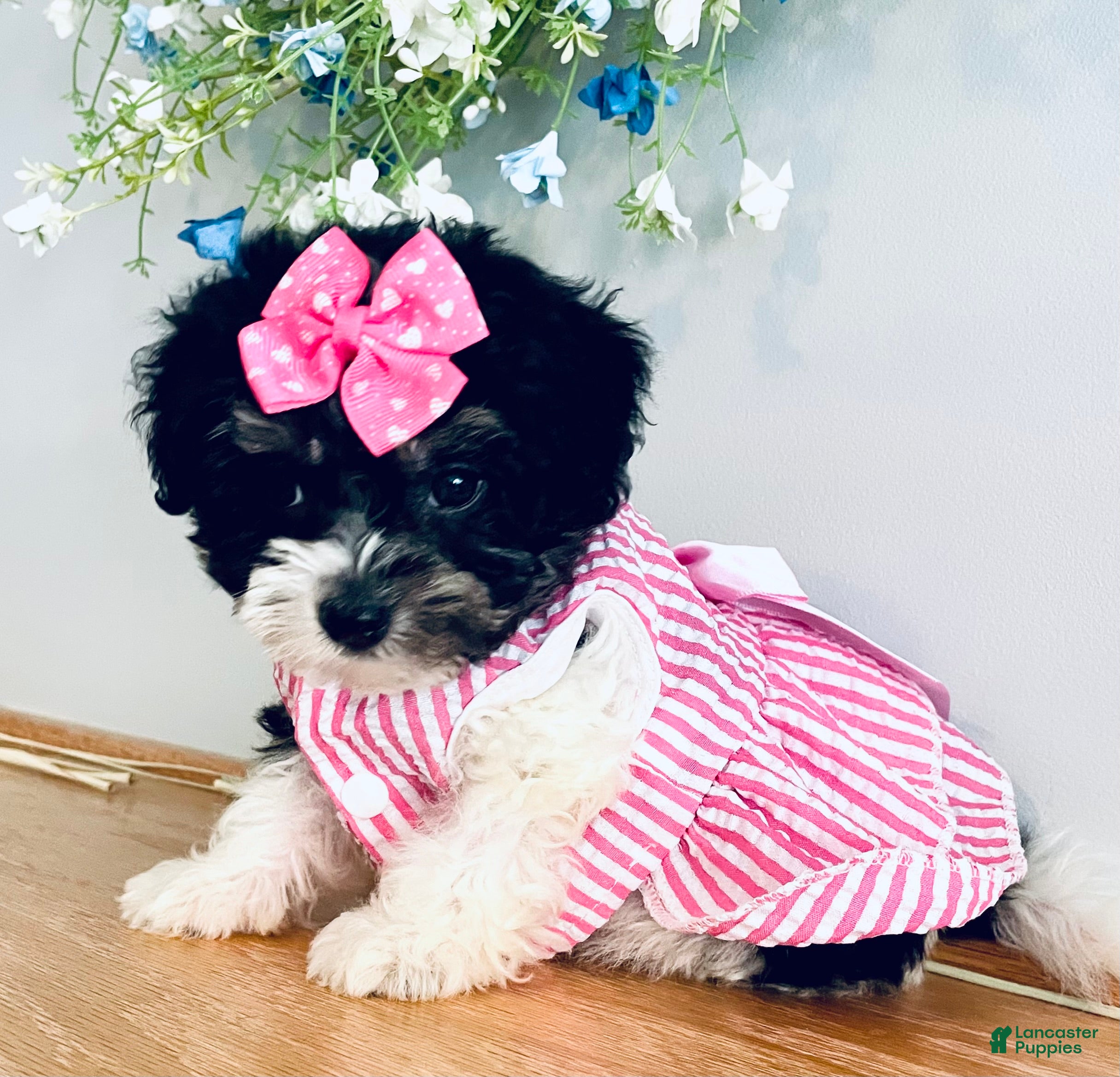 Havanese dogs Havanese Puppy 3 - Ad 2