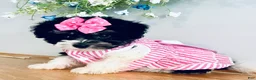 Havanese dogs for sale: Toy sized Star - Ad 2