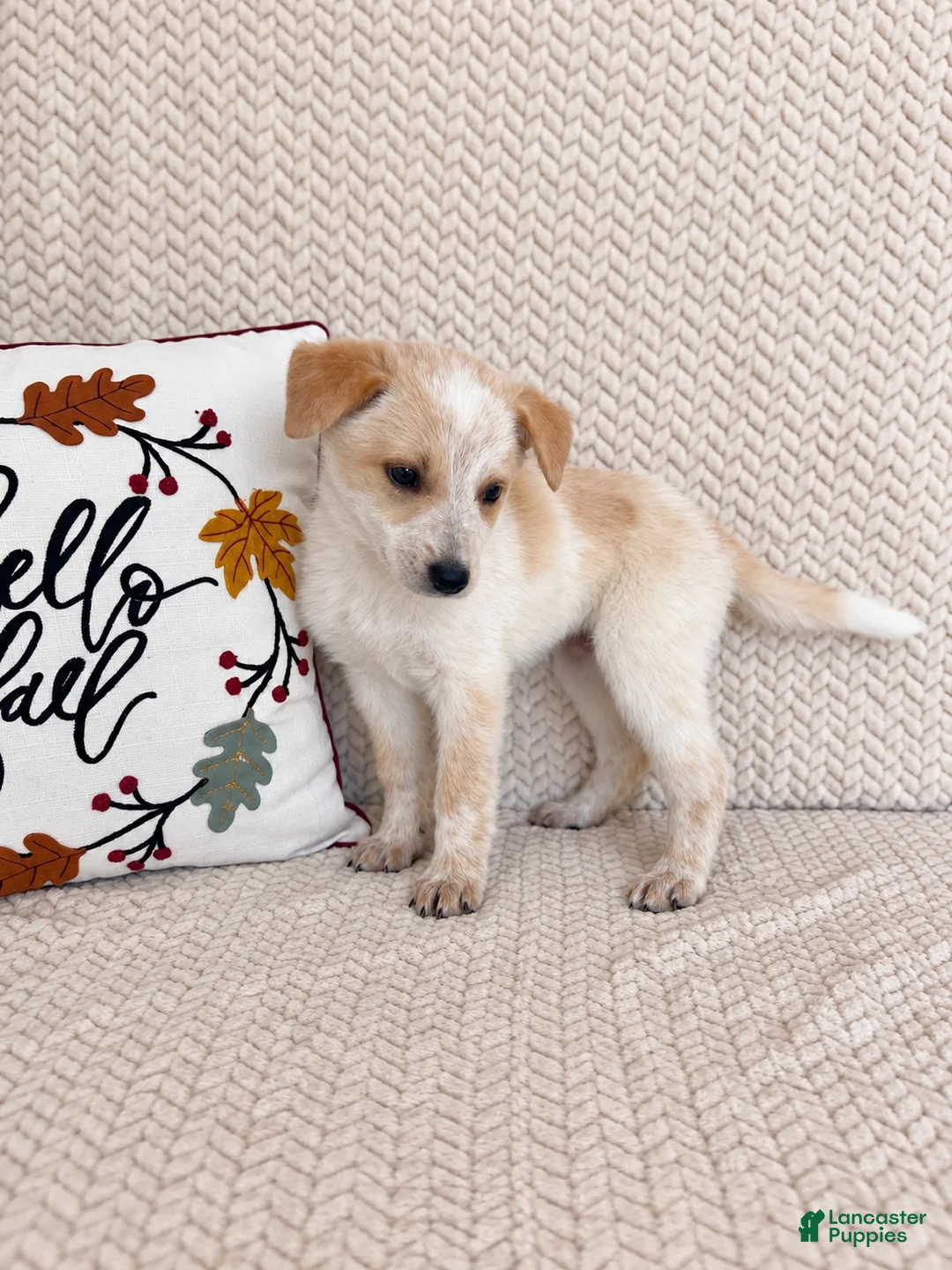 Australian Cattle Dog dogs for sale: Hattie - Ad 4