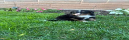 Bernese Mountain Dog dogs for sale: Bubbles - Ad 9