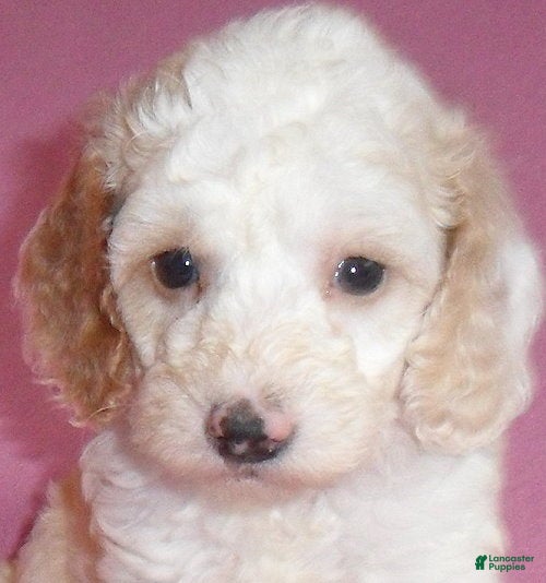 Cockapoo dogs Holly - Ad 2