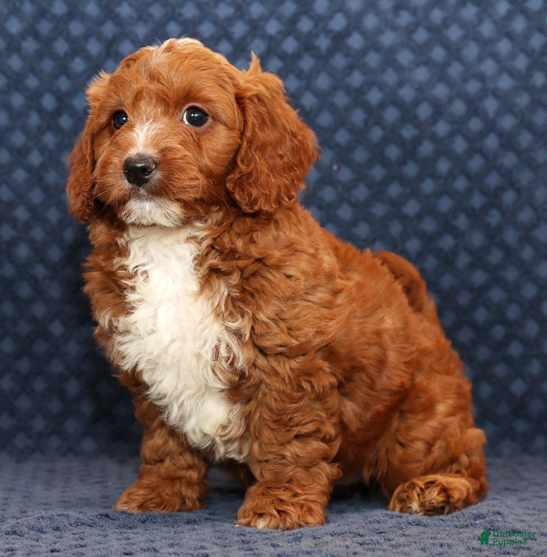 Mini Goldendoodle dogs for sale: Dolly - Ad 9