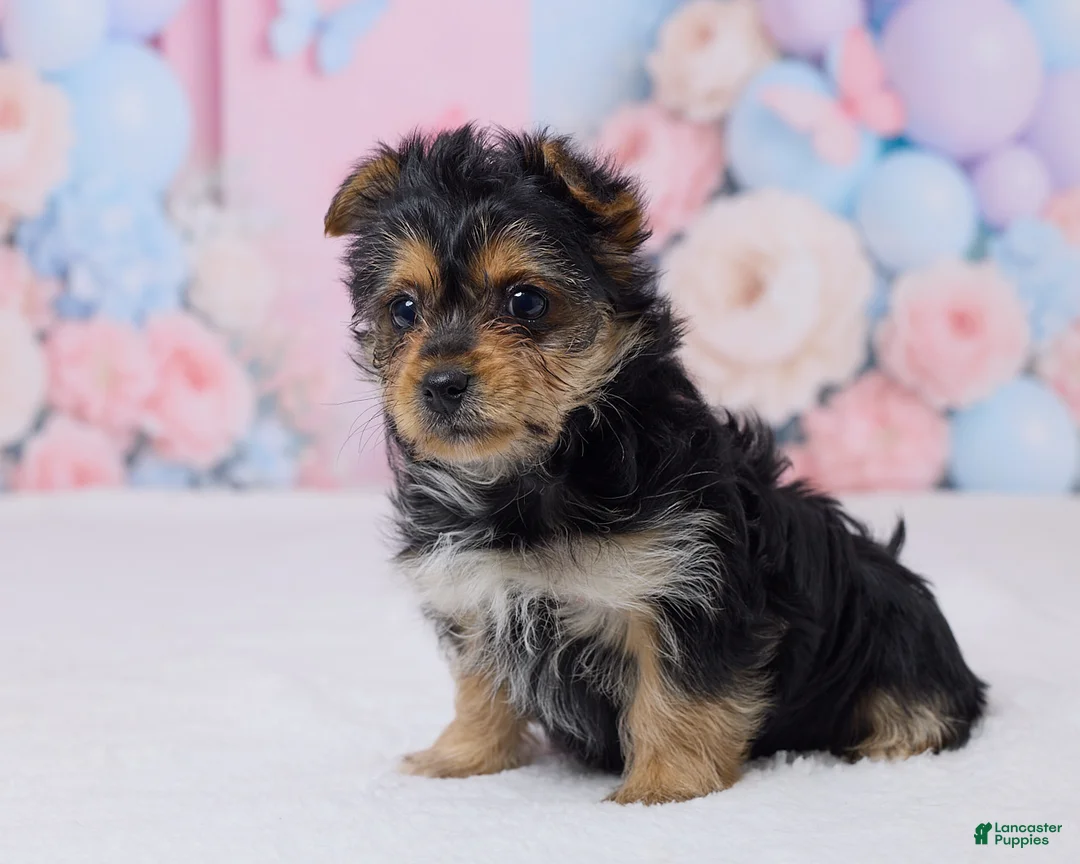 Yochon dogs for sale: Jimmy - Ad 2