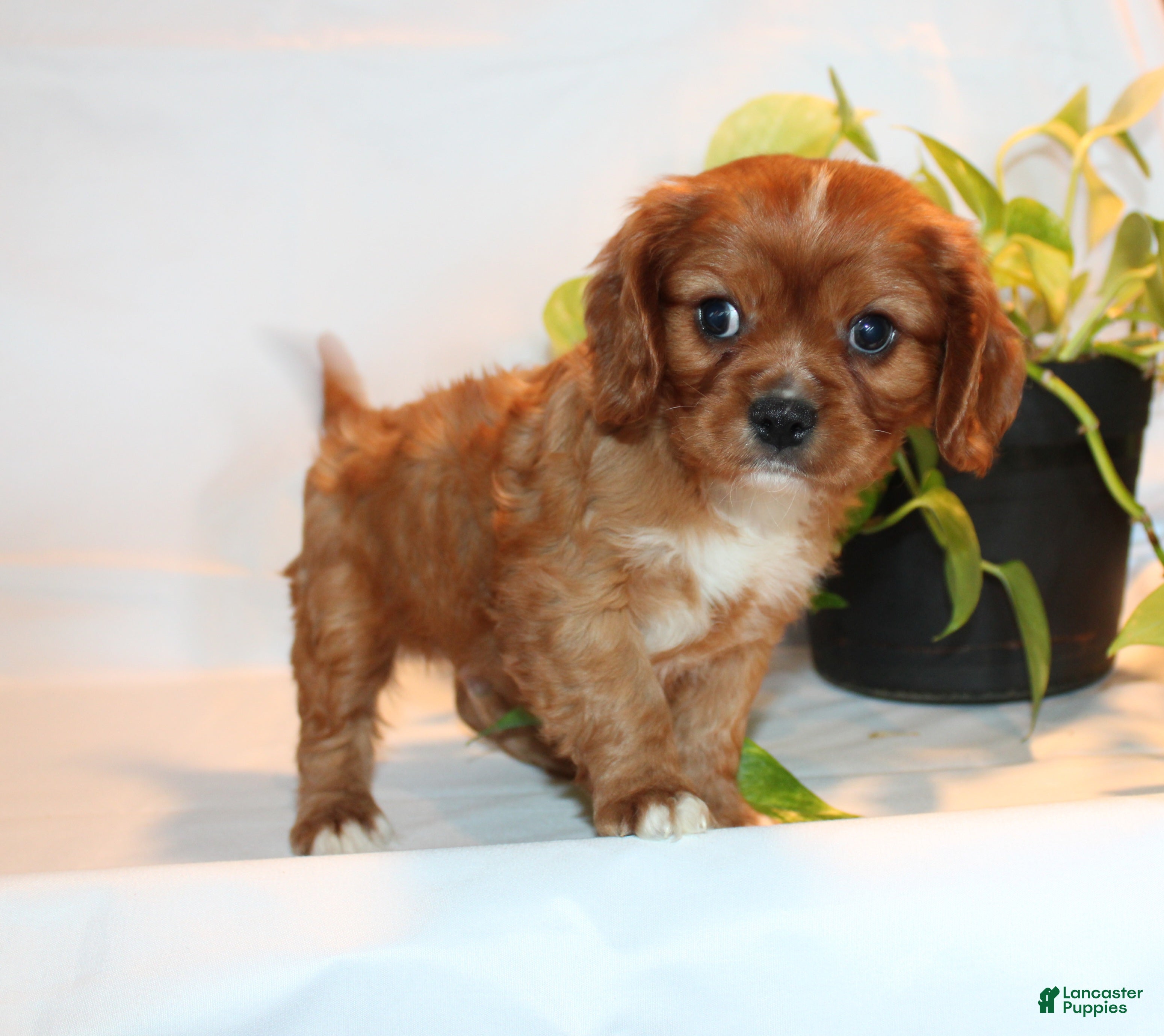 Cavalier King Charles Spaniel dogs Robo - Ad 1