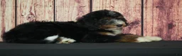 Bernedoodle dogs for sale: Annie F1 - Ad 3