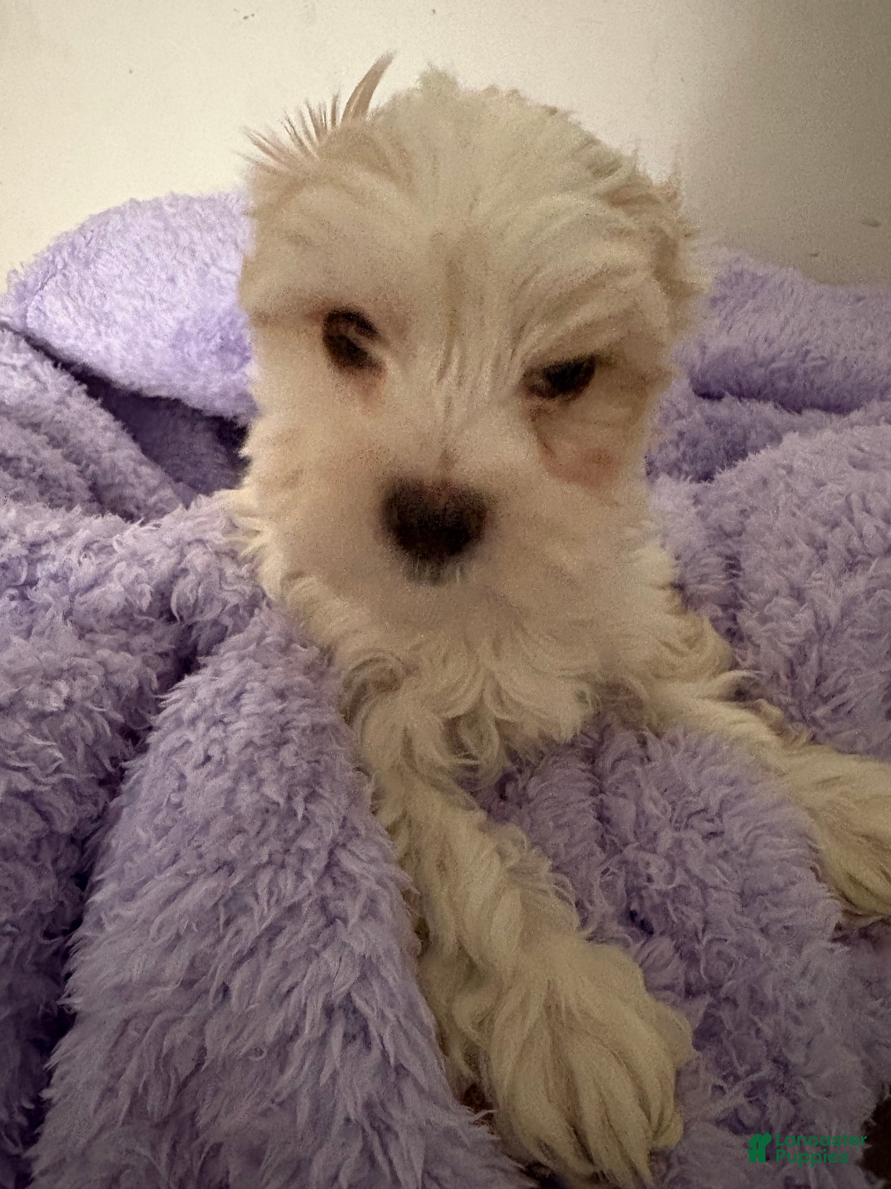 Morkie dogs Blaze - Ad 9