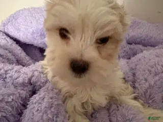 Morkie dogs Blaze - Ad 27