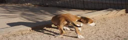 Mixed Breed dogs for sale: Doberdane Tan/Wht M - Ad 3