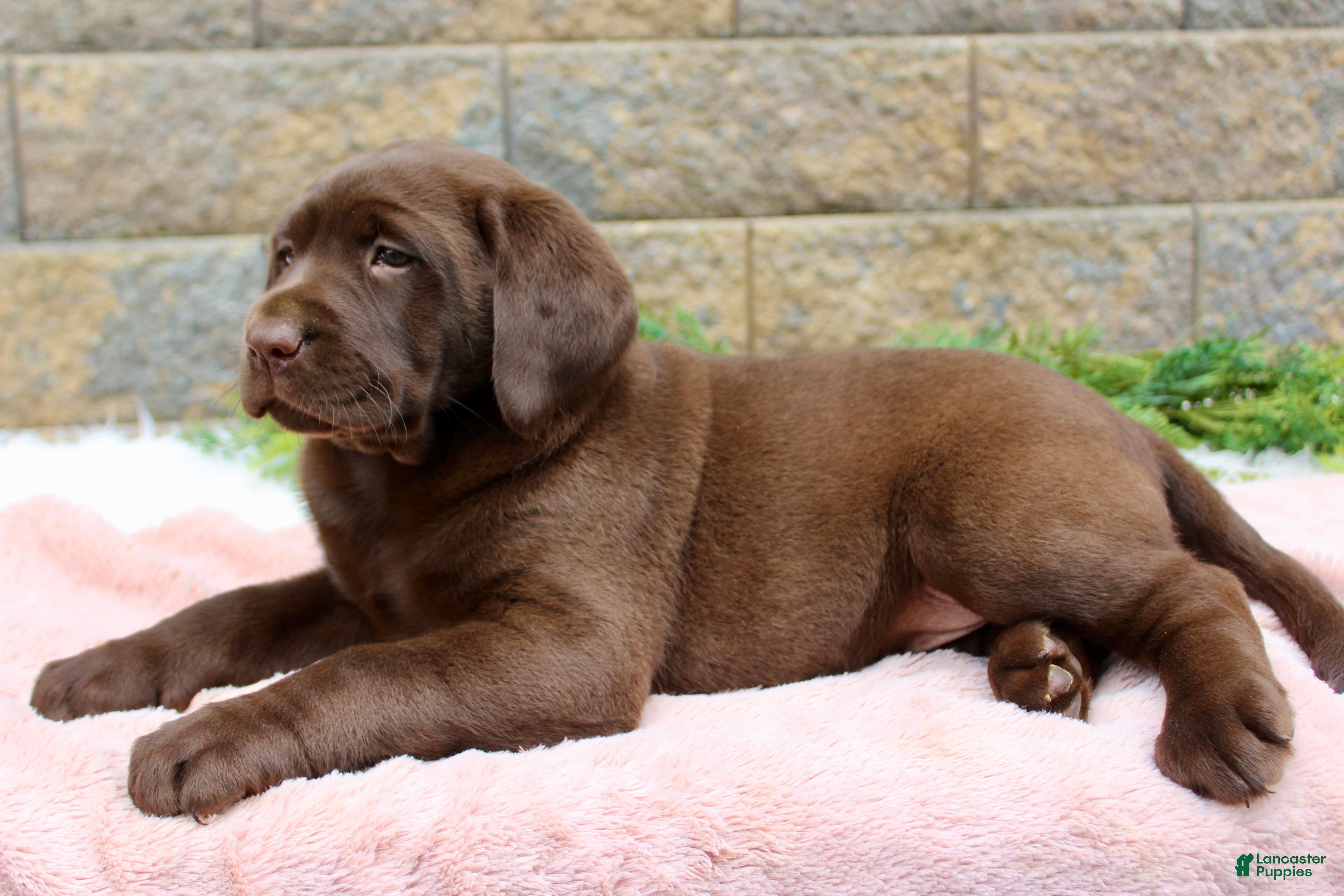 Labrador Retriever dogs for sale: Dandy - Ad 3