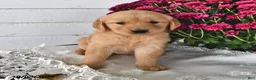 Golden Retriever dogs for sale: Rita - Ad 2