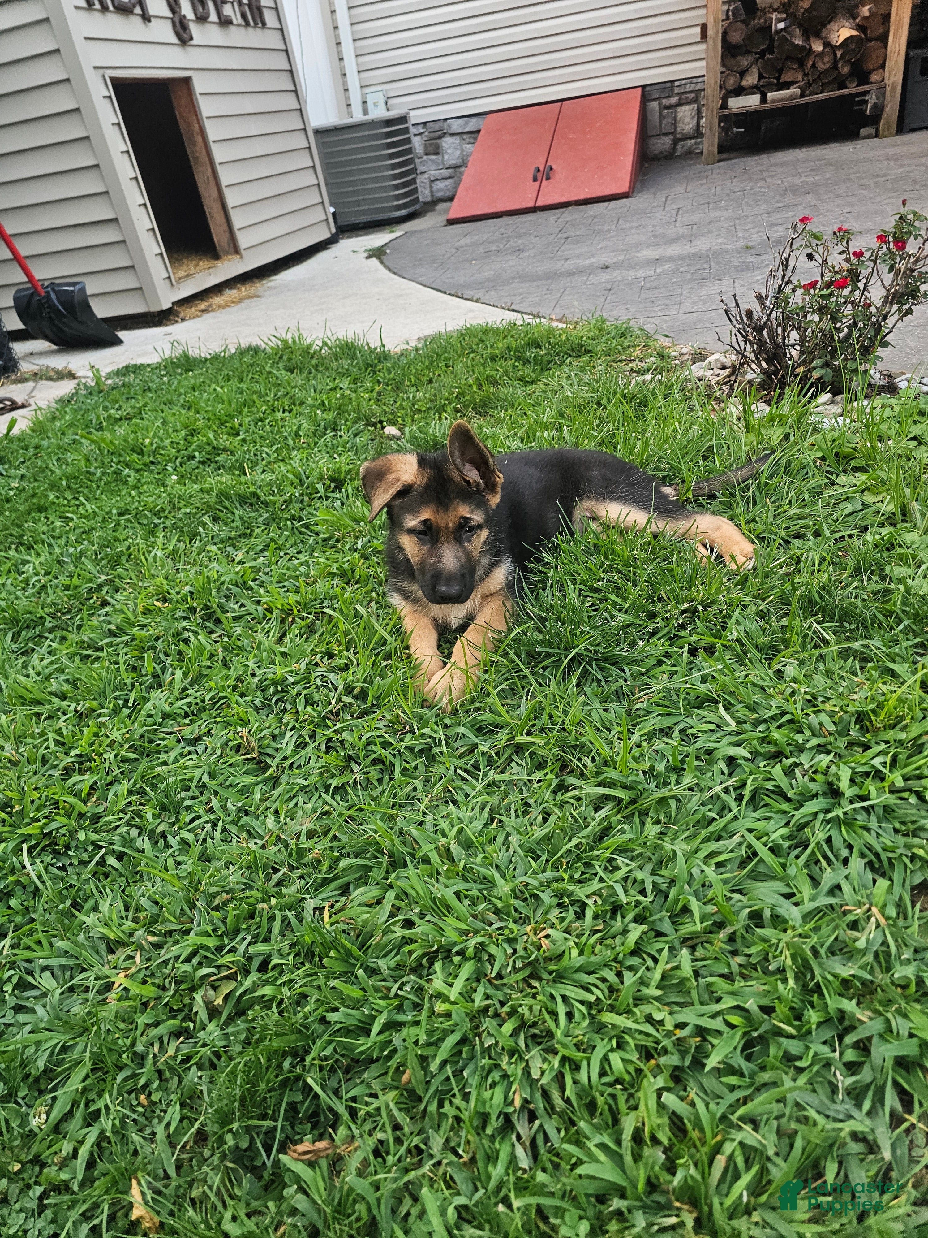 German Shepherd dogs Grey - Ad 14
