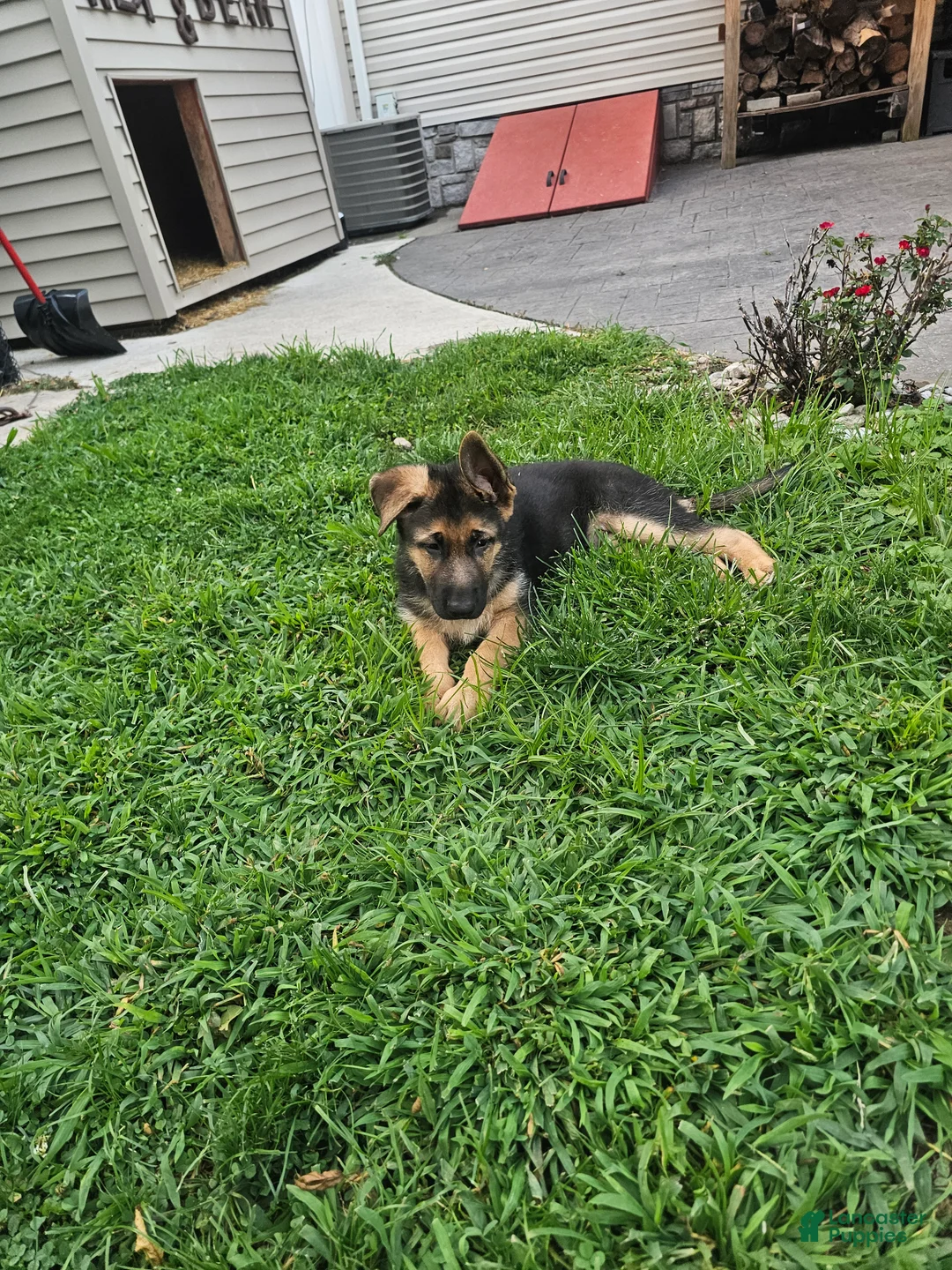 German Shepherd dogs for sale: Grey - Ad 1