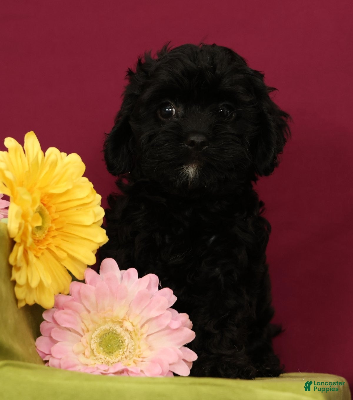 Cavapoo dogs Sunshine - Ad 1