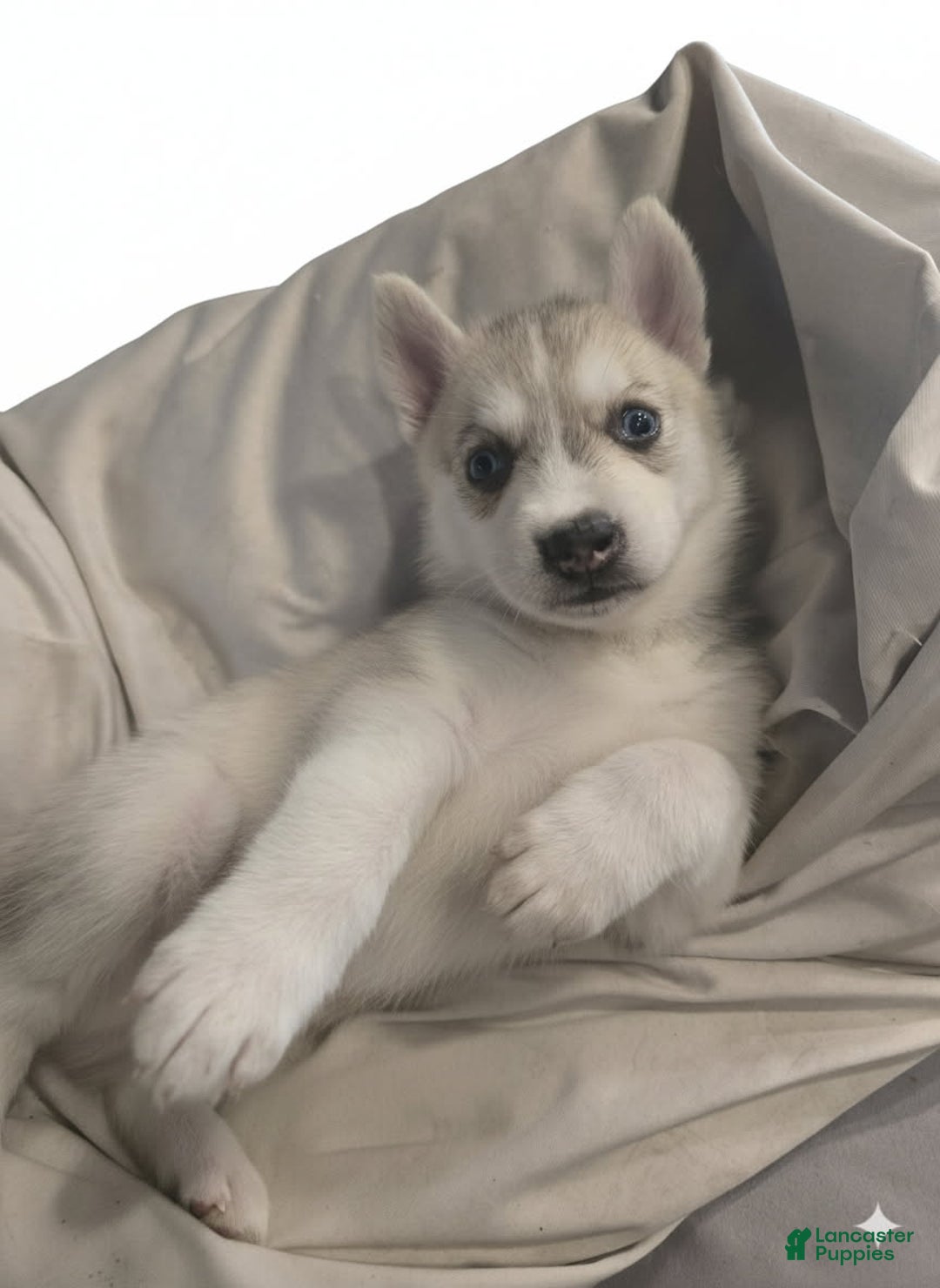 Gerberian Shepsky dogs for sale: Yuki - Ad 6