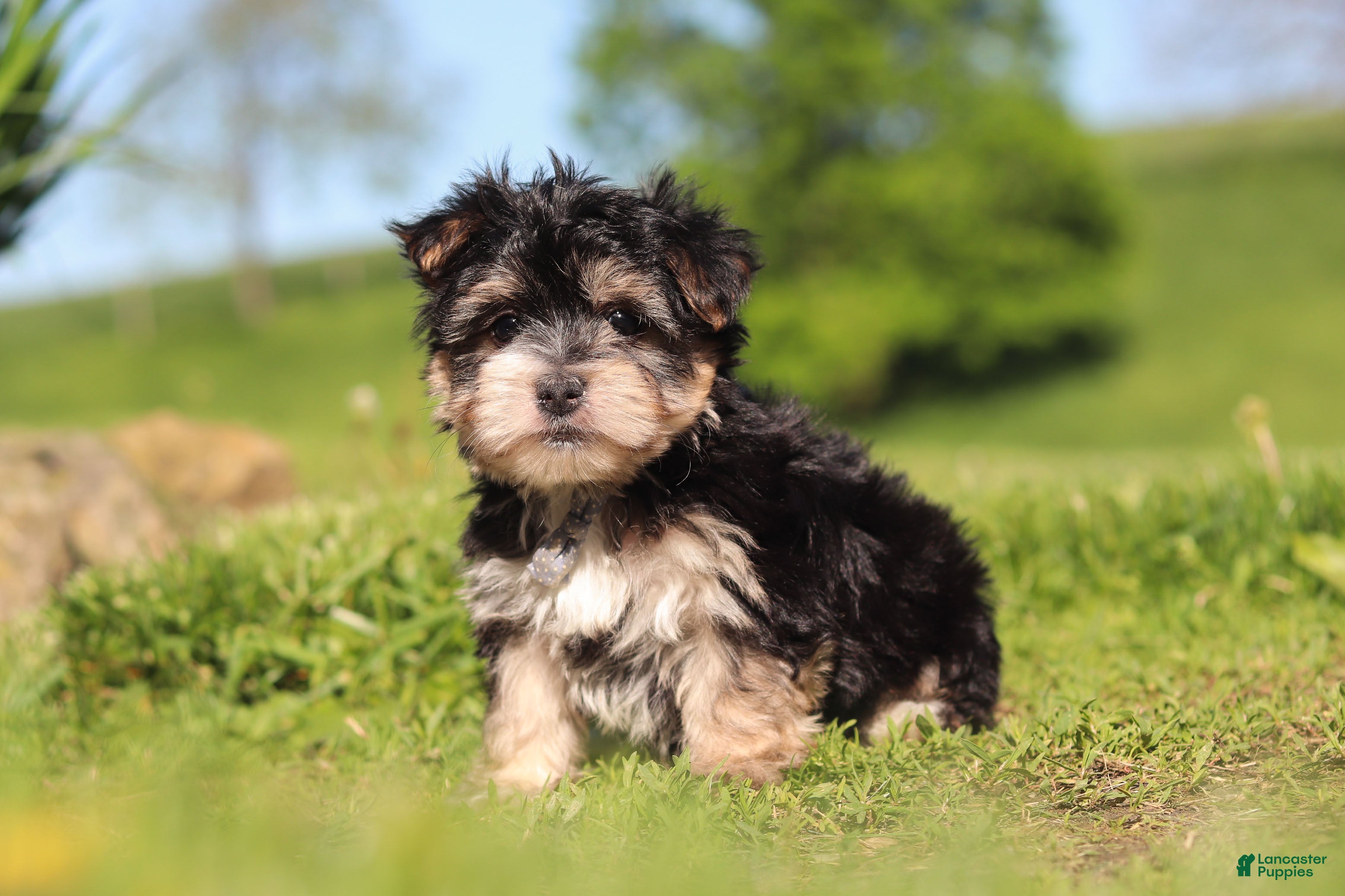 Morkie dogs River - Ad 1