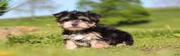 Morkie dogs for sale: River - Ad 1