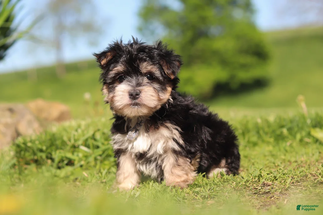 Morkie dogs for sale: River - Ad 1