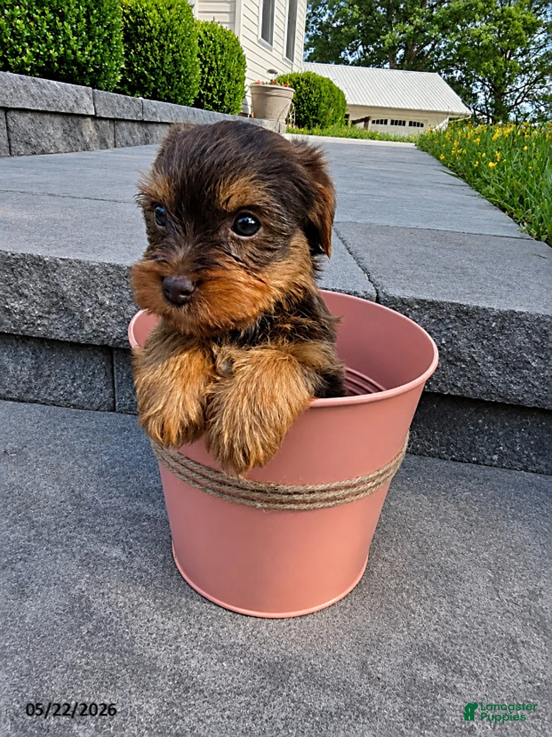 Yorkshire Terrier dogs for sale: Brownie - Ad 1